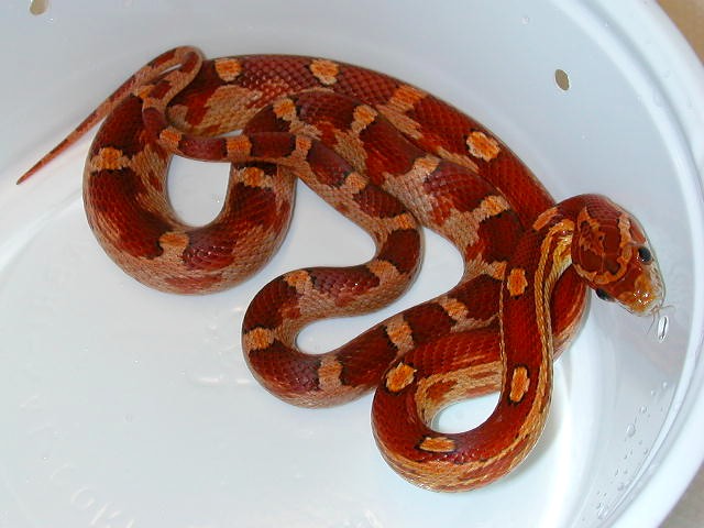 motley het lav