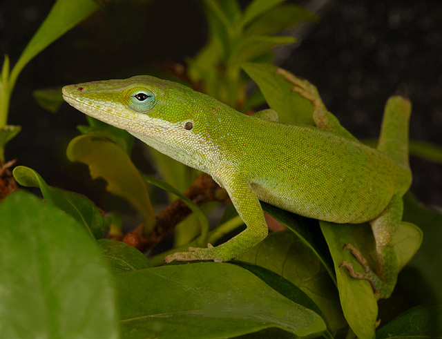 Mr. Anole