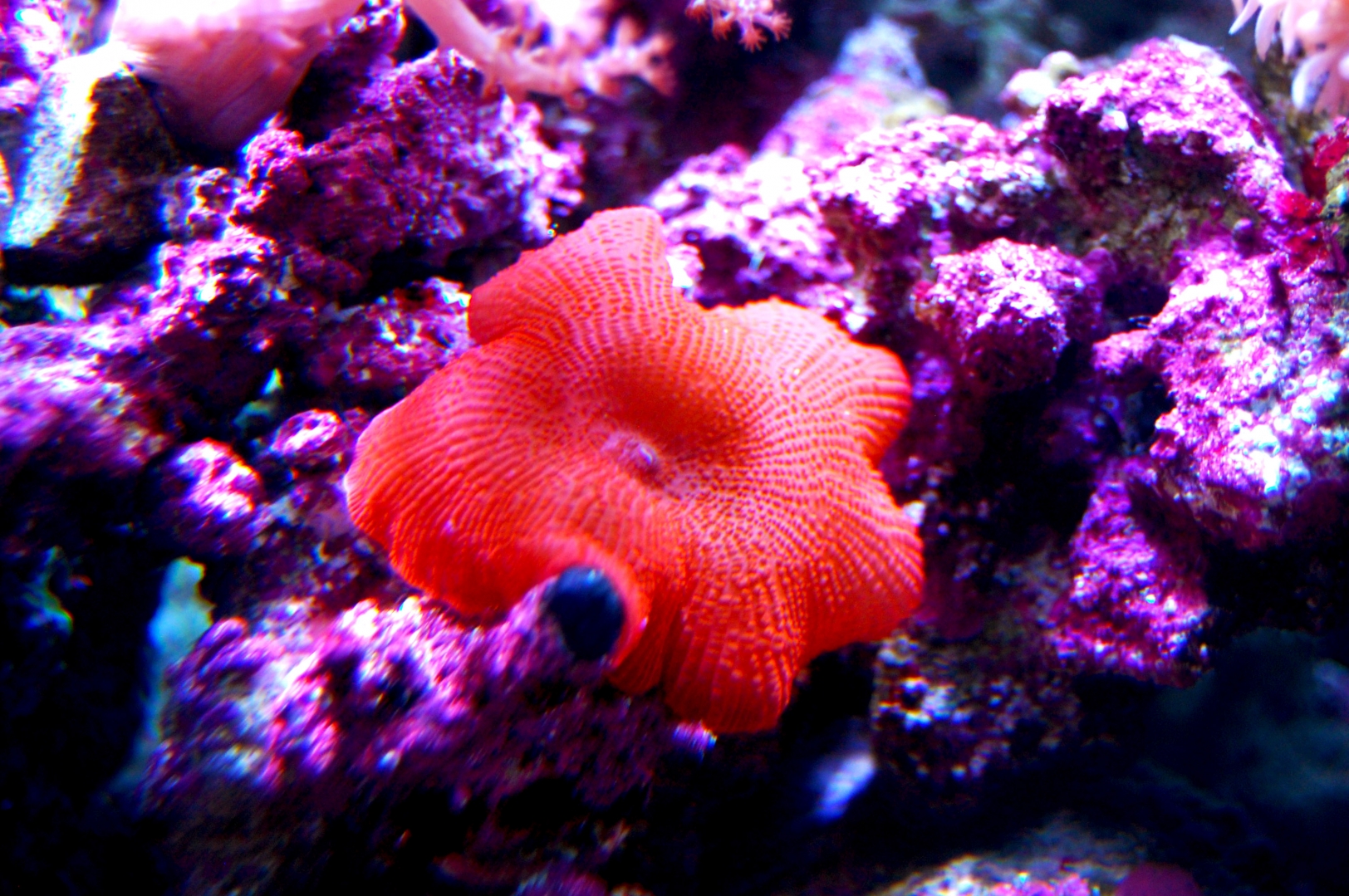Mushroom_Red_11_30_12_1-2