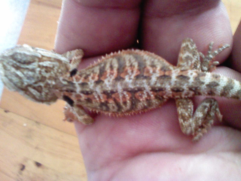 mushu