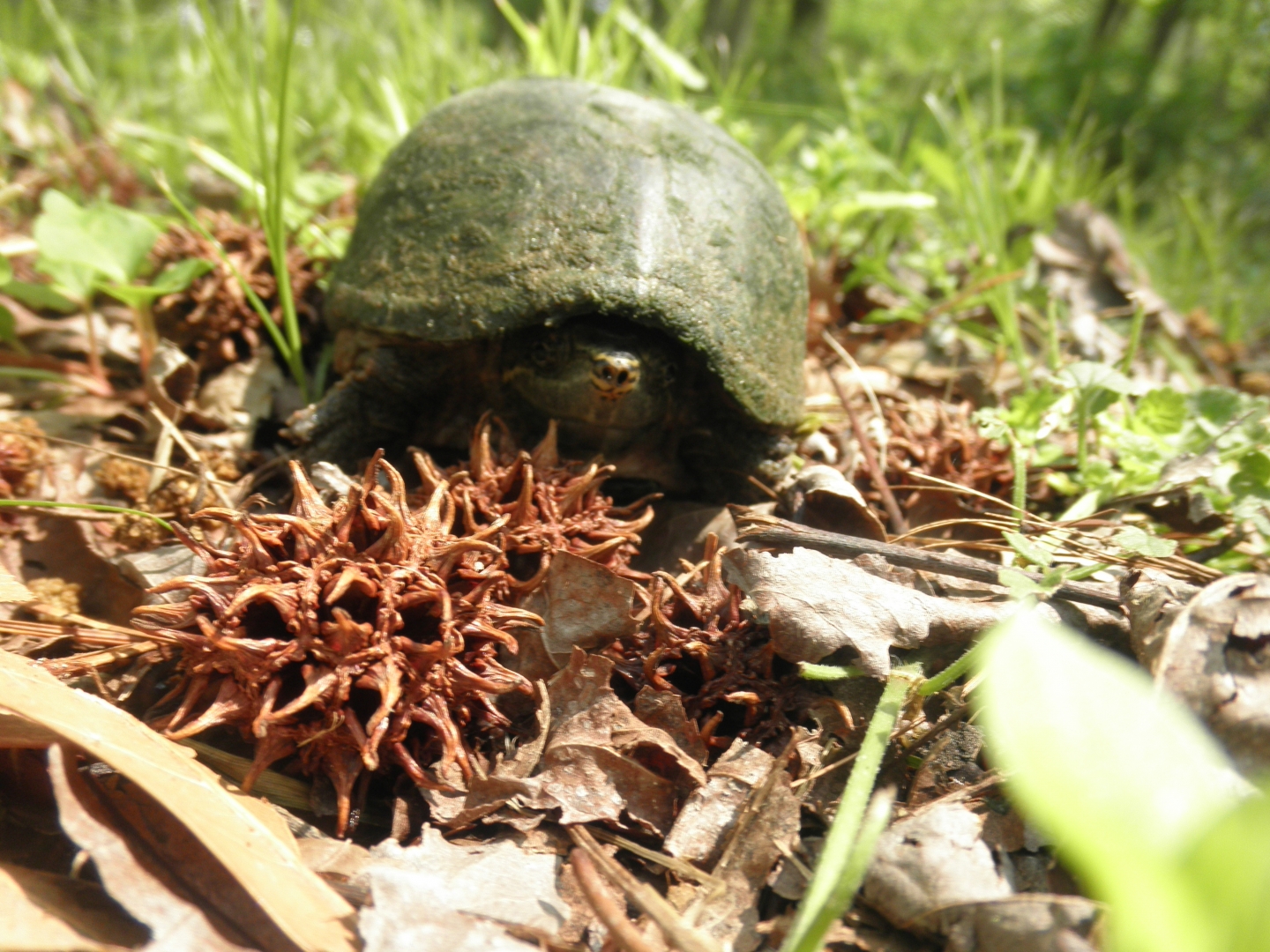 Musk Turtle