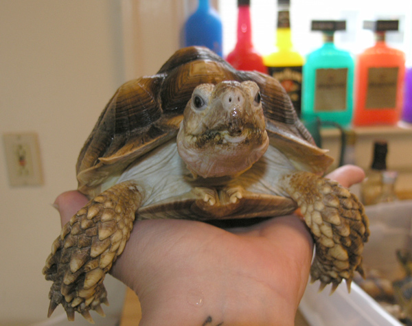 My 2nd Foster Sulcotta