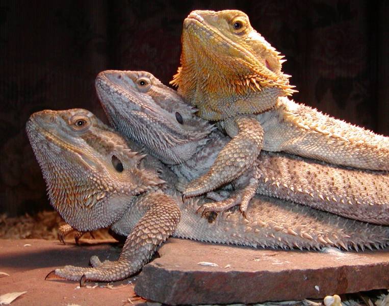 My 3 Stooges