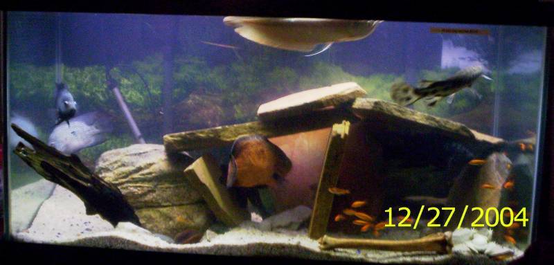 my aquarium