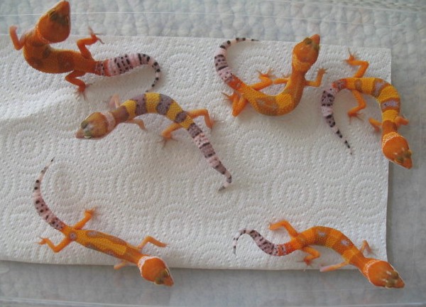 my babies i breed then sold