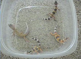 my babies i breed then sold