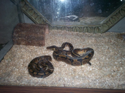 My babies