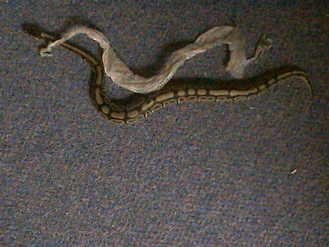 my baby after shed