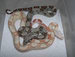 my baby boa