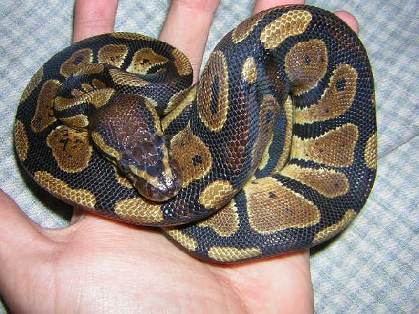 my ball python, digby