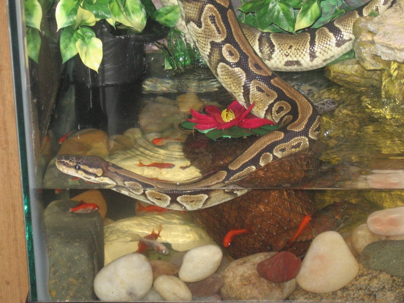 My Ball Python who lost her color!