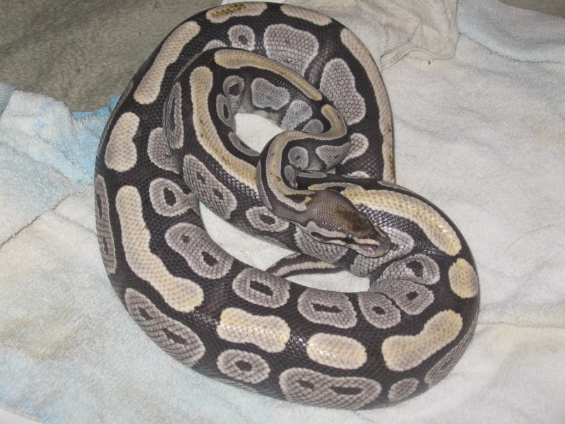 My Ball Python who lost her color!