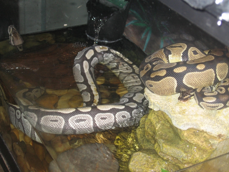 My Ball Python who lost her color!