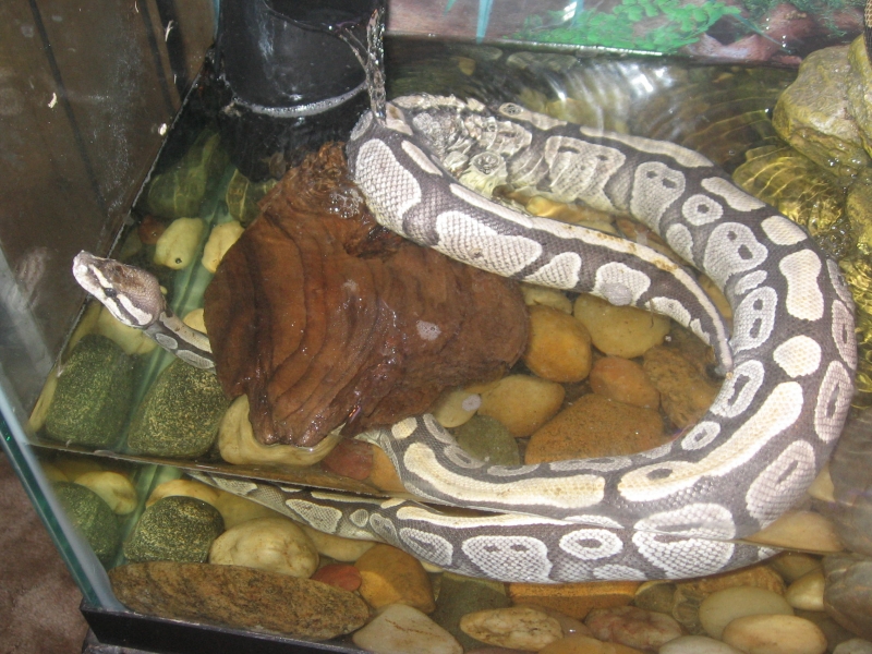 My Ball Python who lost her color!