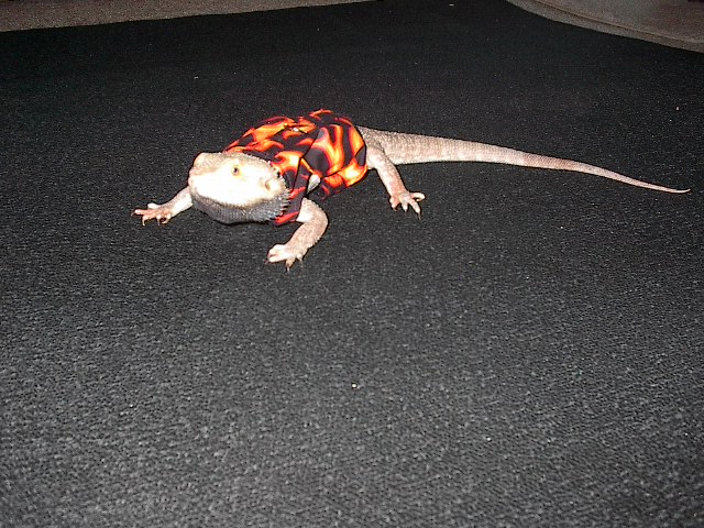 My Bearded Dragon