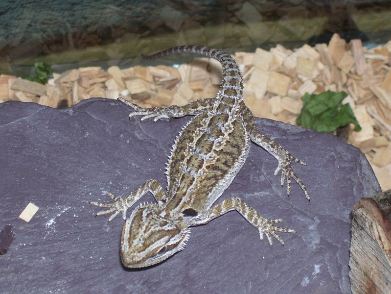 my beardie