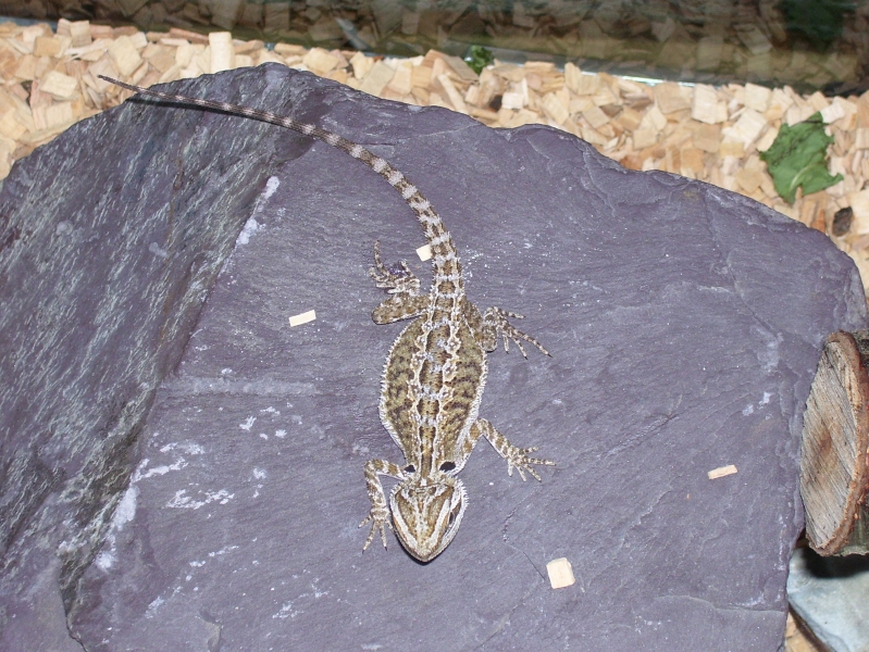 my beardie