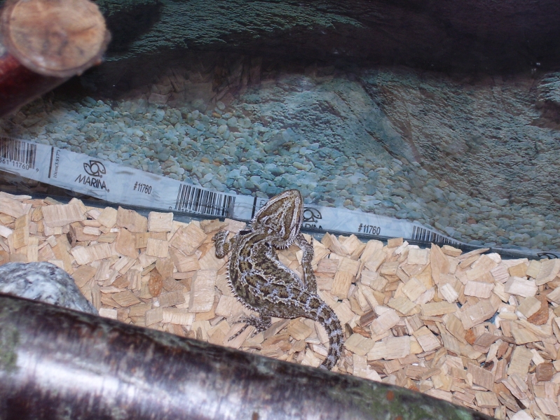 my beardie