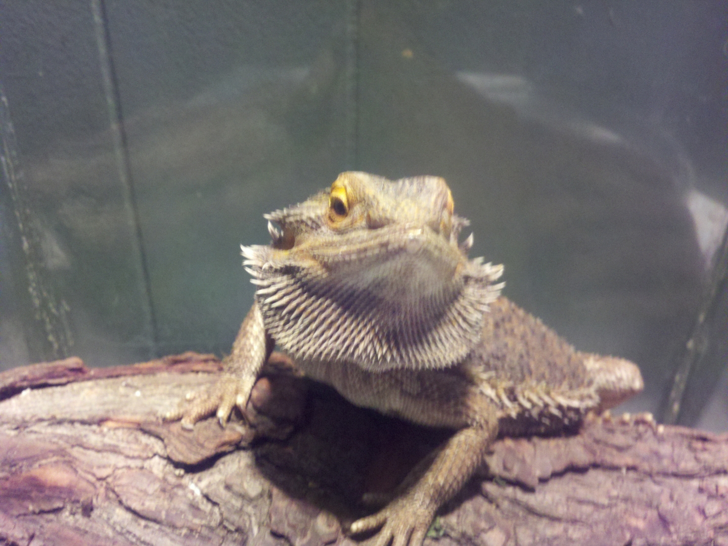 My Beardies