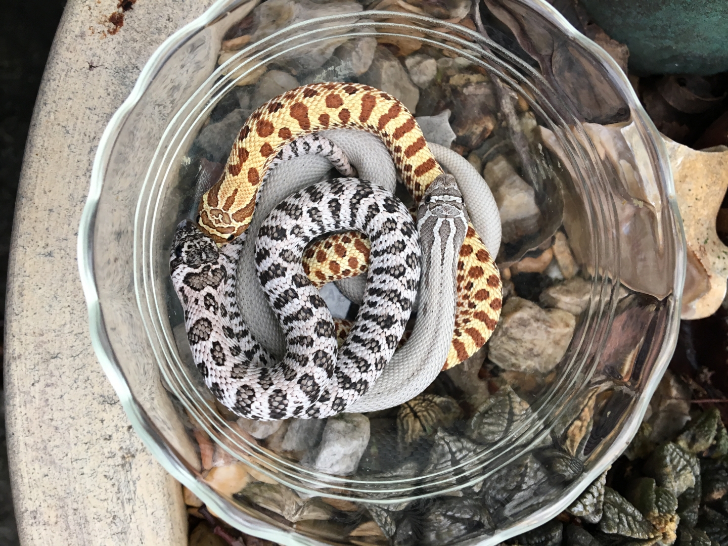 My best 3 babies of 2017, anery super, super arctic, "golden"