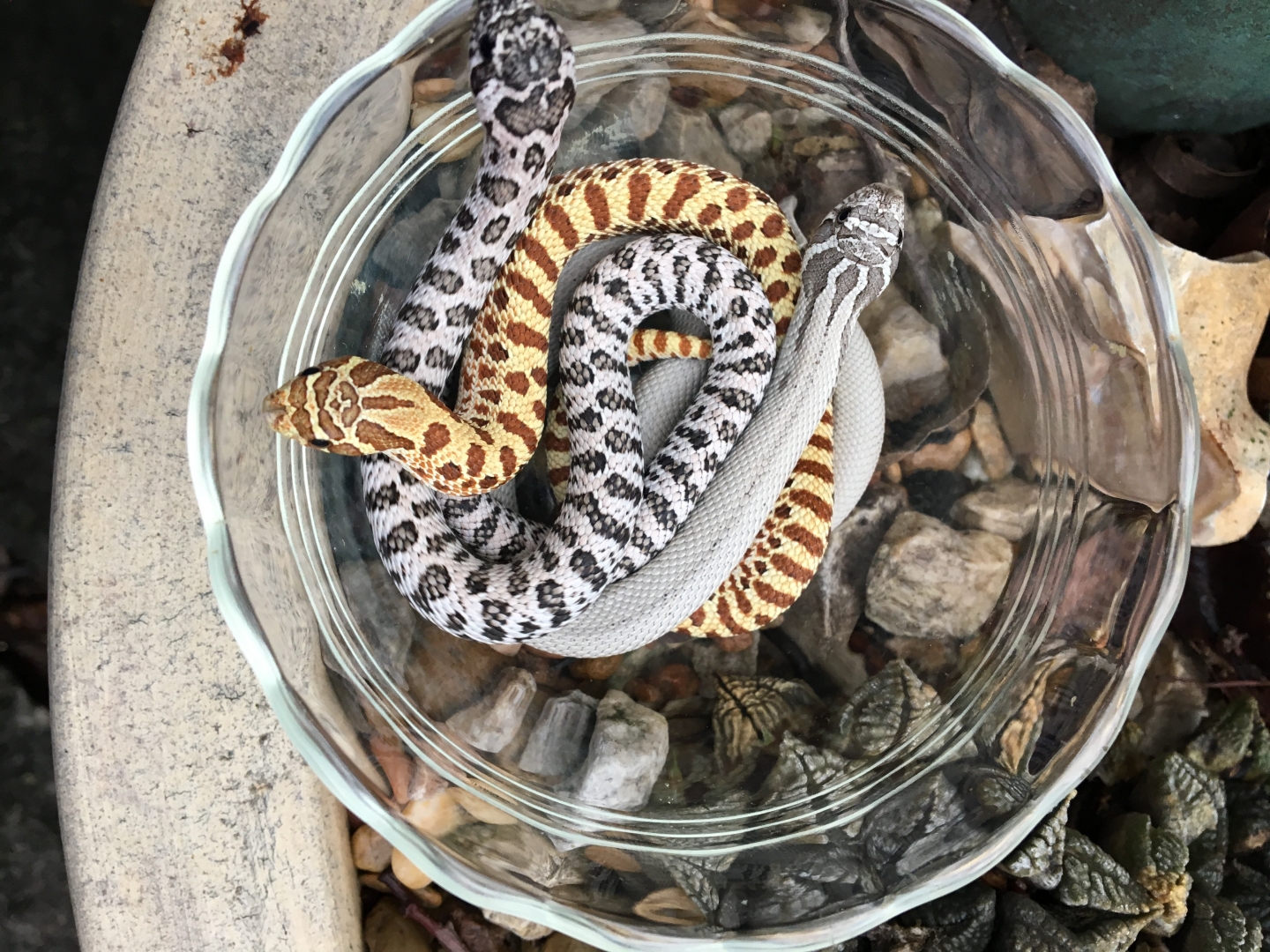 My best 3 babies of 2017, anery super, super arctic, "golden"
