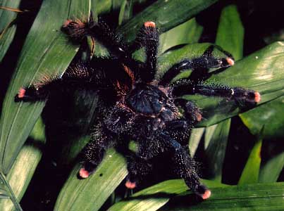 my brother pink toe tarantulas we think female
