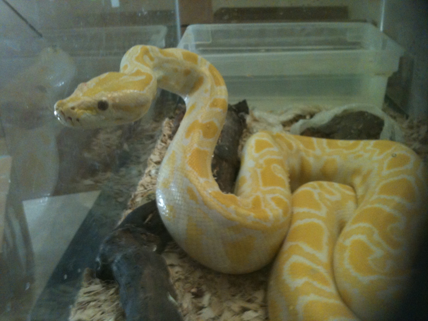 MY BURM