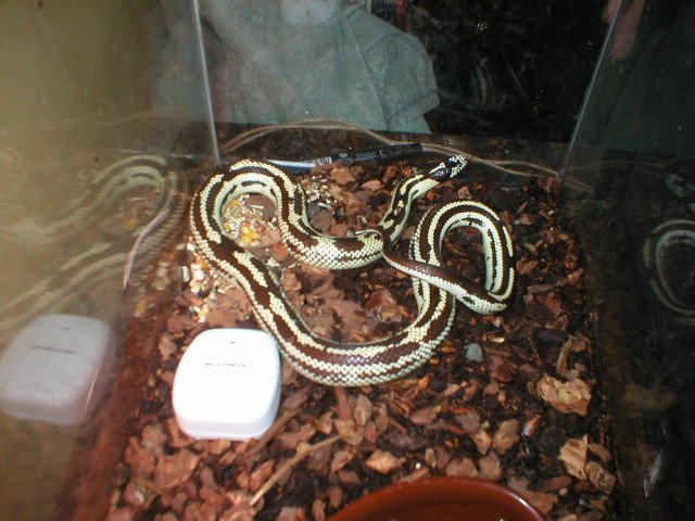 my Calli King Snake