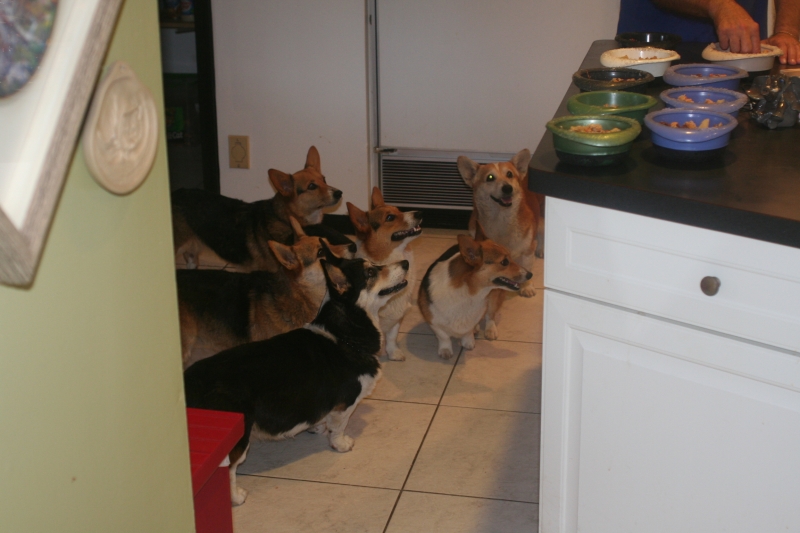 My Corgies,