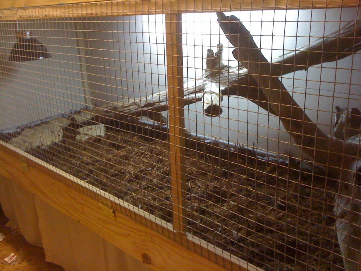 my cyclura enclosure