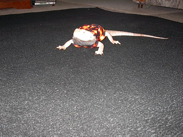 My dragon