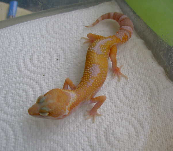 my fave '05 hatchling
