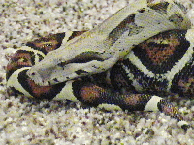 my female colombian bci pic 2