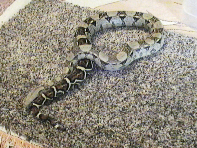 my female colombian bci pic 3