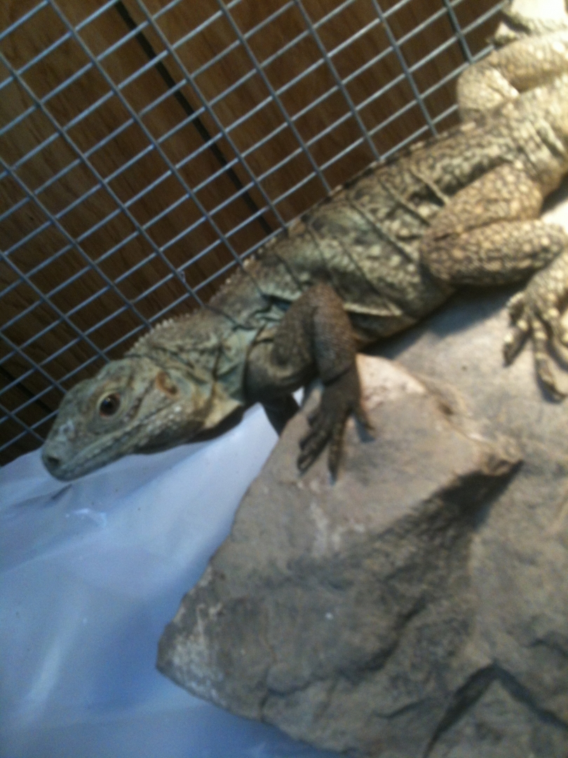 my  female cyclura lewisi