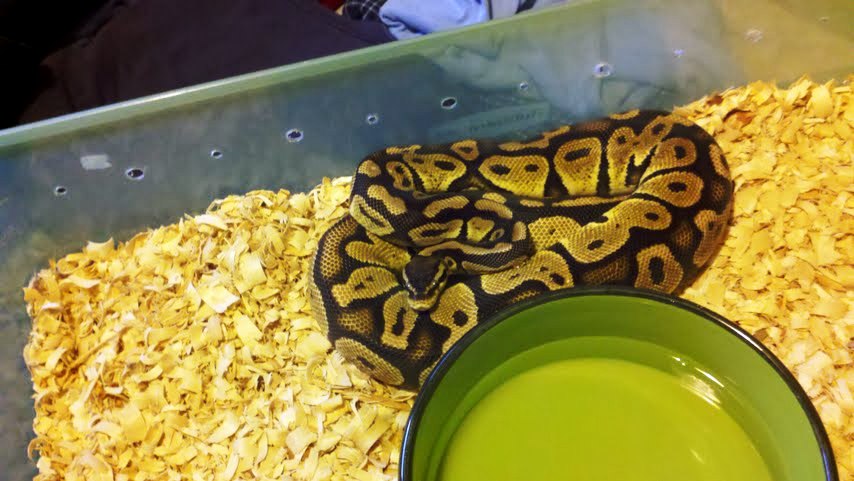 MY FEMALE PASTEL FOR SALE