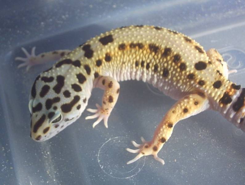 My Female Stripe