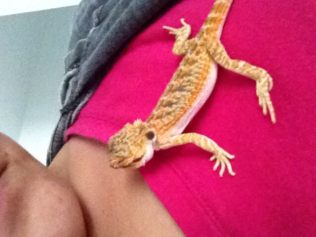 My first baby beardie ... Blaze :)