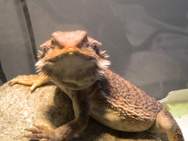 My first beardie