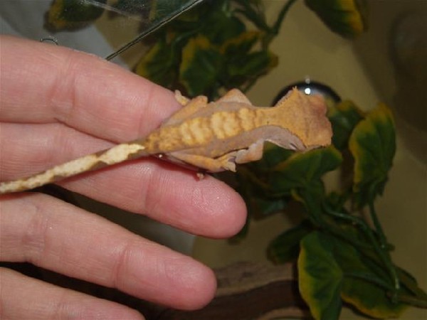 My first Crested Gecko