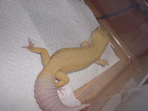 My First Patternless