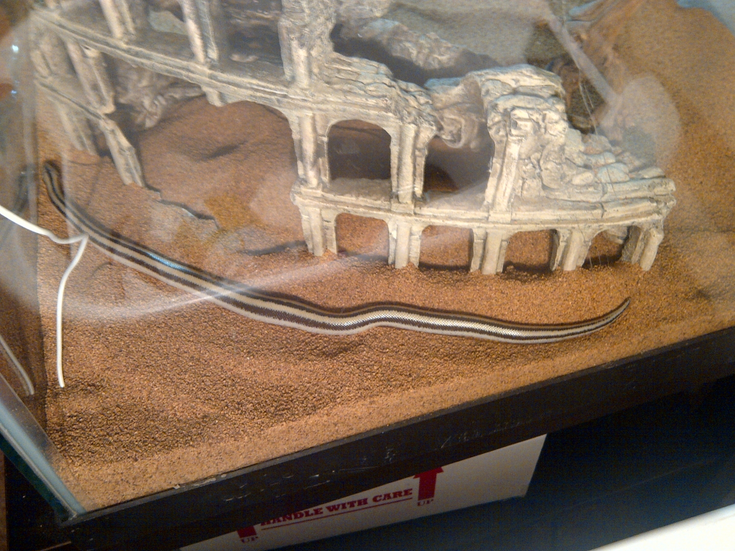 My first Rosy Boa (beetlejuice)