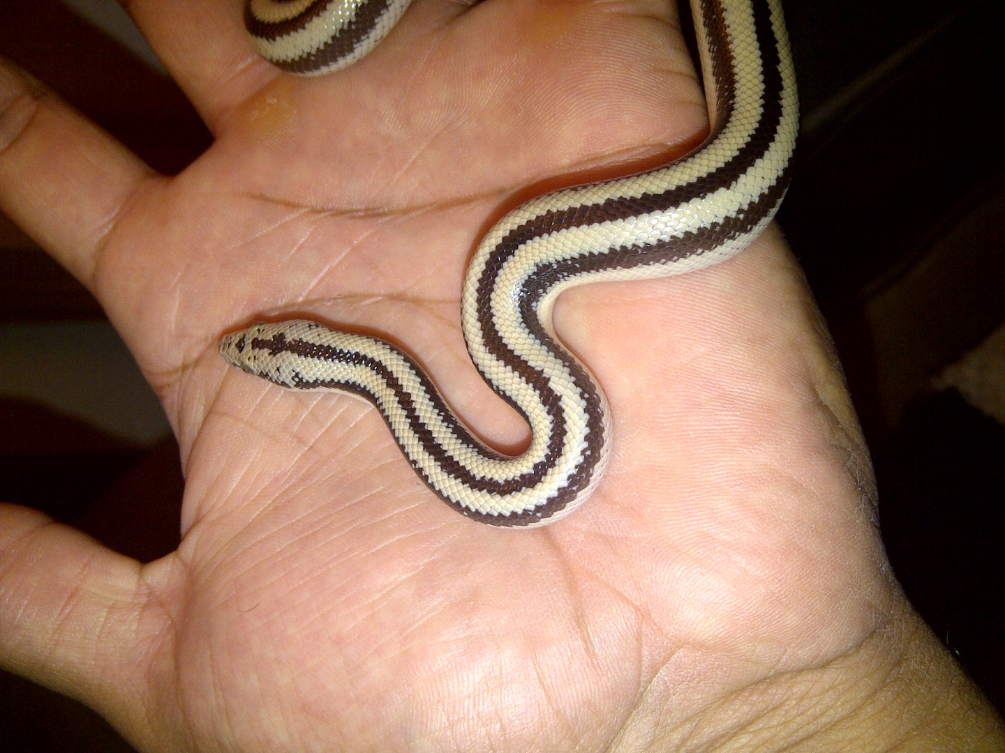 My first Rosy Boa (beetlejuice)