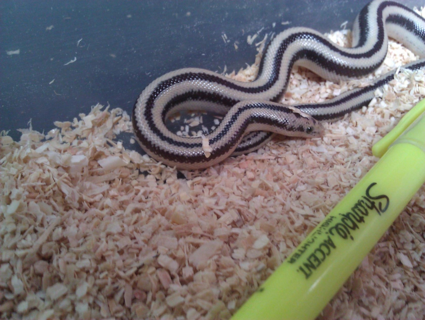 My first Rosy Boa (beetlejuice)
