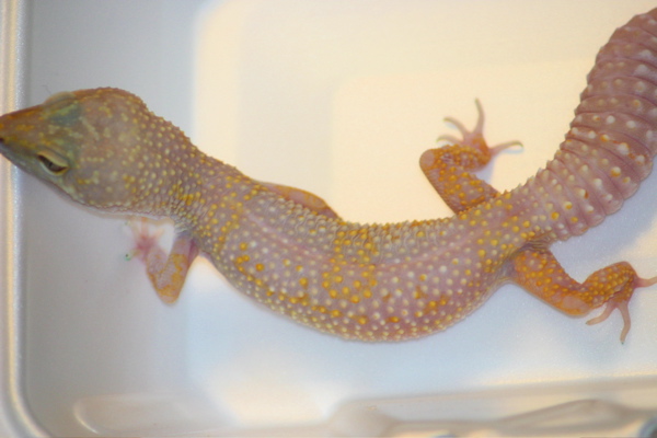My funky(tm) Tremper
