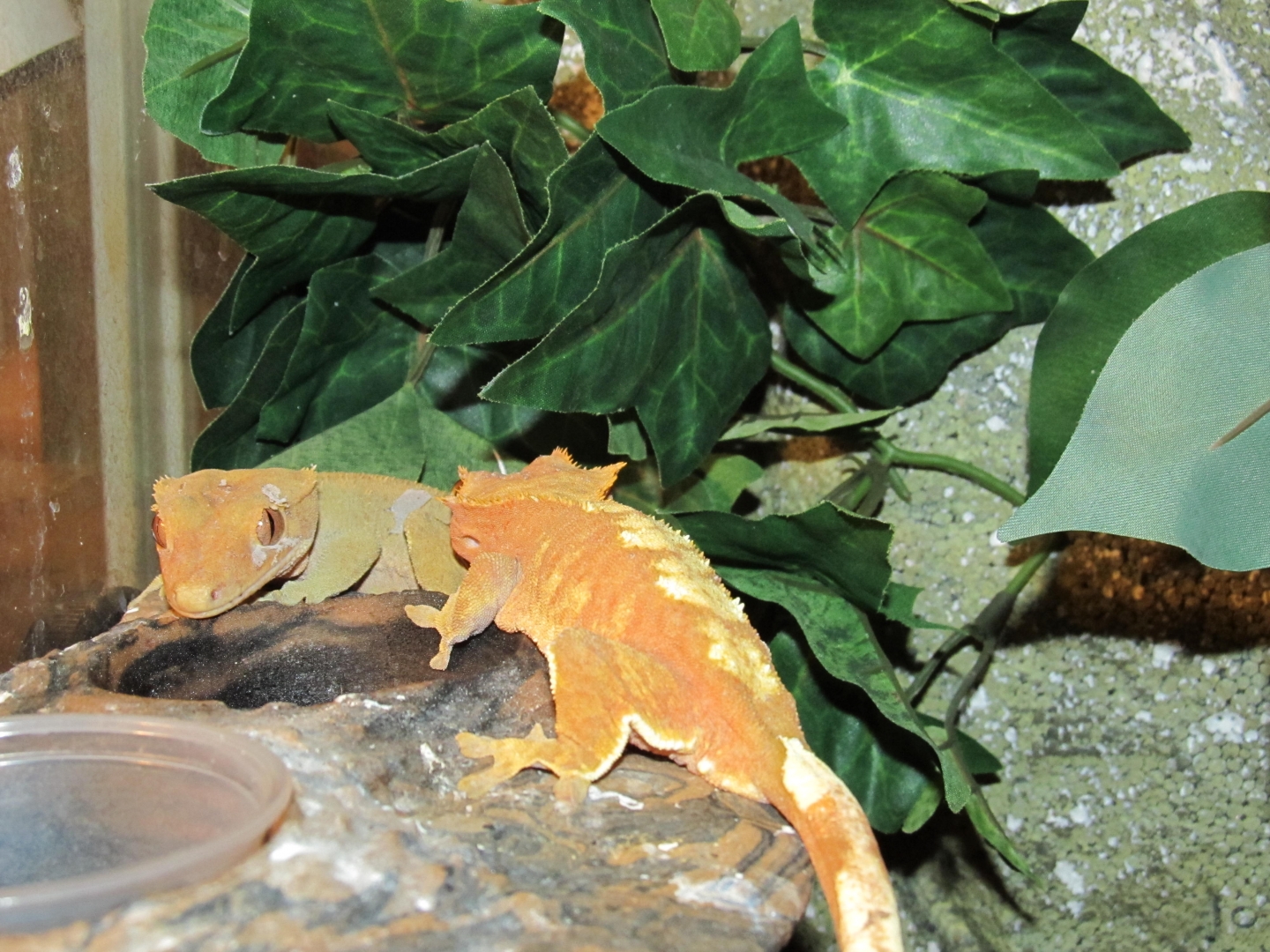 My Geckos