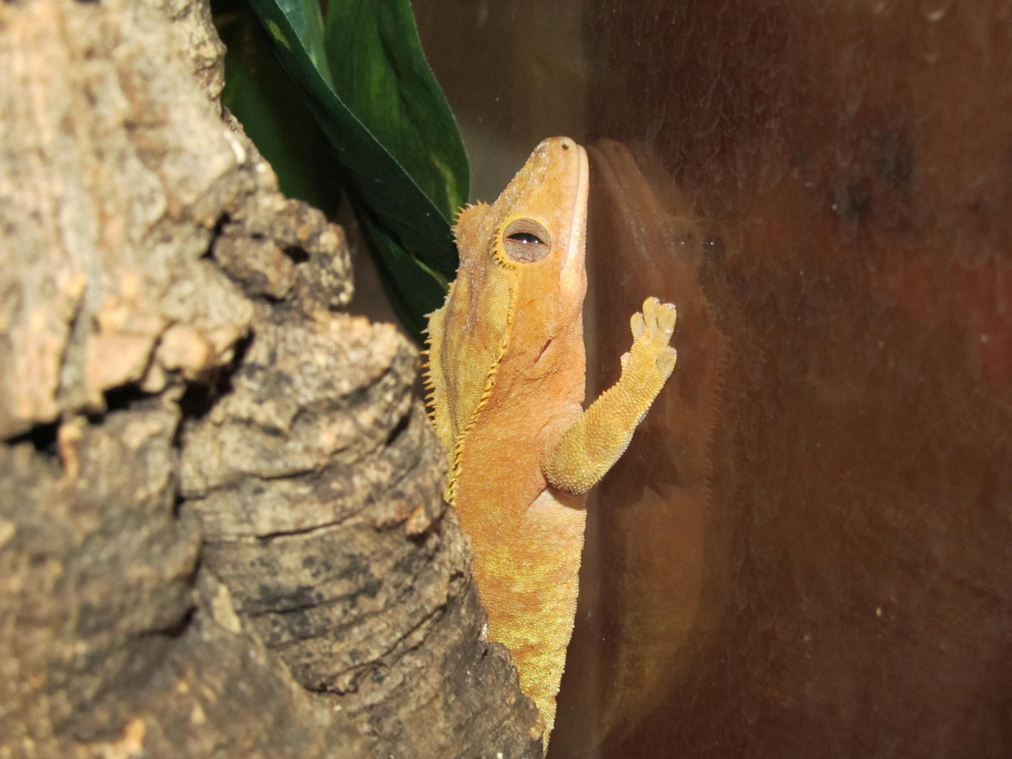 My Geckos
