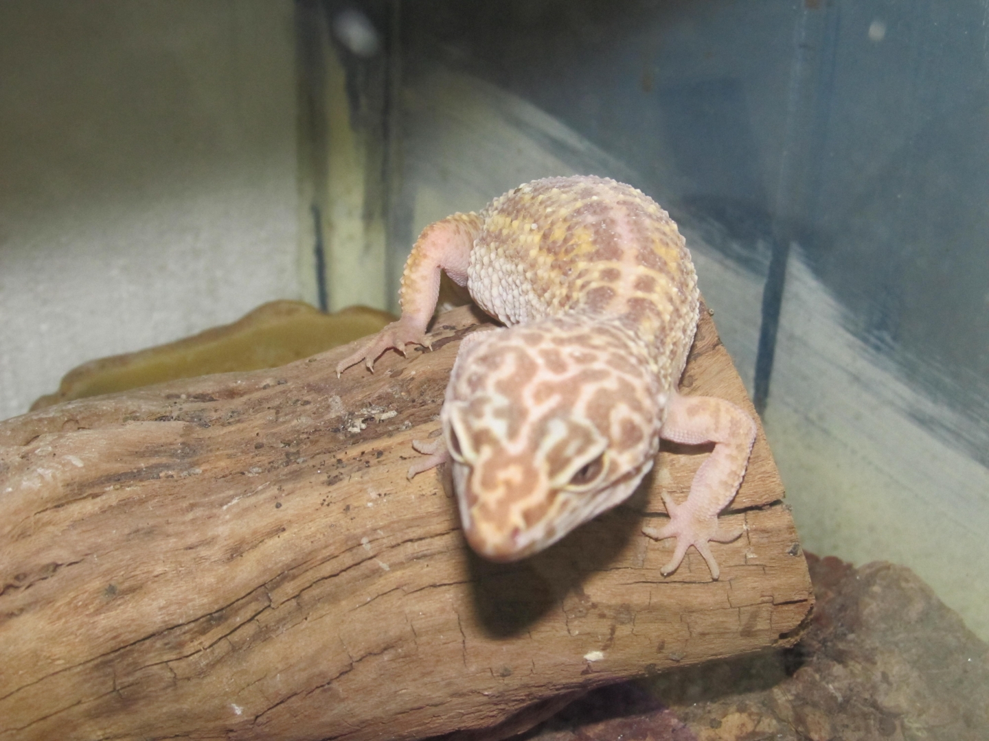 My Geckos