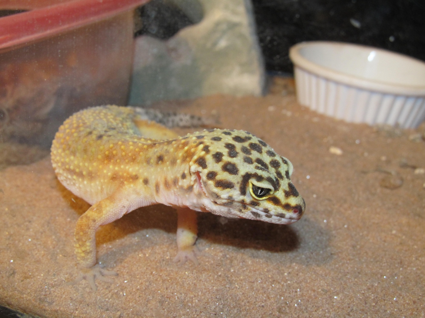 My Geckos