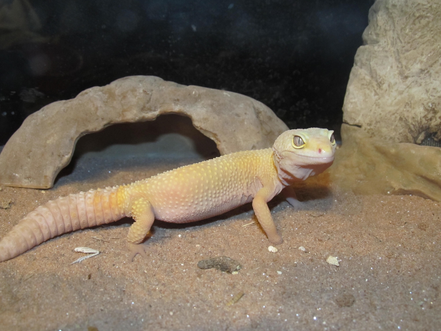 My Geckos